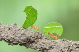 Read more about the article Como Construir Patrimônio com Disciplina e Poupança: Estratégias para Enriquecimento Sustentável